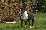 BULL TERRIER MINIATURE 304